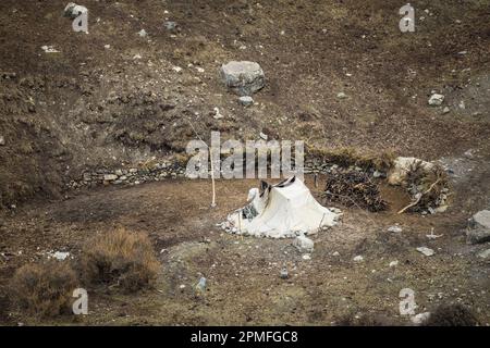 Nepal, Annapurna Conservation Area Project, Annapurna circuit, yak keeper camp, Near Yak Kharka Stock Photo