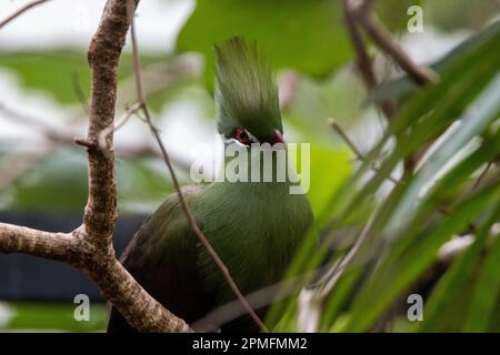 head of a Guinea turaco (Tauraco persa) sitting in a tree isolated on a natural green background Stock Photo
