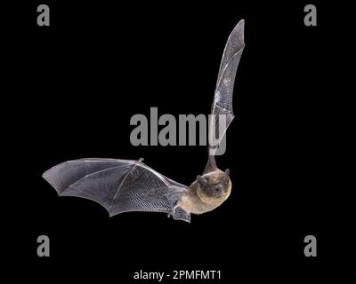 Bat, common pipistrelle, Pipistrellus pipistrellus Stock Photo - Alamy