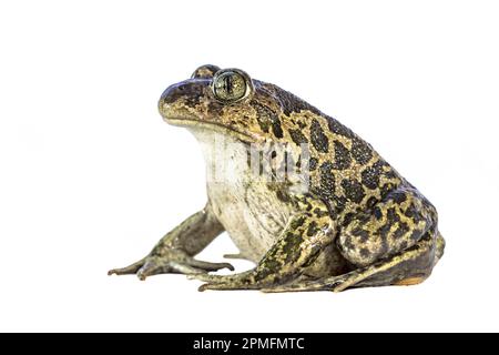 Eastern spadefoot or Syrian spadefoot (Pelobates syriacus), toad posing on white background. This amphibian occurs on the island of Lesbos, Greece. Wi Stock Photo