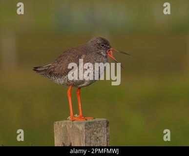 Redshank breed in the UK the birds with young will use posts to watch for predators and attack them to protect chicks. Stock Photo
