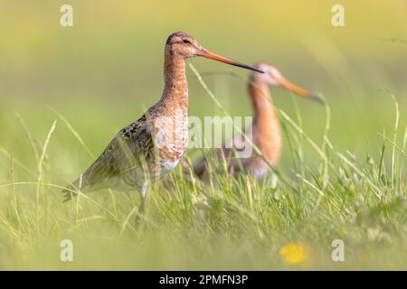 Pair of Black-tailed Godwit (Limosa limosa) wader bird looking in the camera. This species is breeding in the Dutch coastal areas. About half of the w Stock Photo