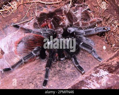 Mexican red rump Tarantula (Tliltocatl vagans) spider moulting Stock Photo