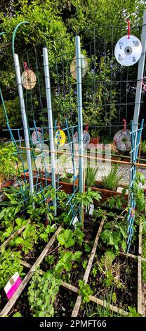 Early spring gardening, Bron, France Stock Photo - Alamy