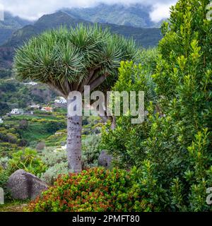 Canary Islands Dragon Tree at La Palma Island. Northern Tropical Exotic Landscape of La Palma. Canary Islands, Spain. Stock Photo