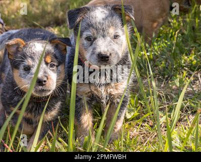 Two blue Australian Cattle Dog (Blue Heeler) puppies playing outside in the grass Stock Photo