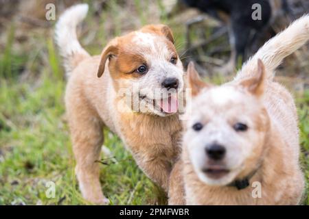 Two red Australian Cattle Dog (Red Heeler) puppies playing chase outside having fun being playful Stock Photo