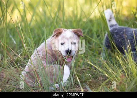 A red Australian Cattle Dog (Red Heeler) puppy sitting in the grass looking at the camera mouth open Stock Photo
