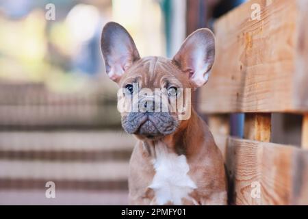 Portrait of 3 months old blue red fawn French Bulldog dog puppy Stock Photo