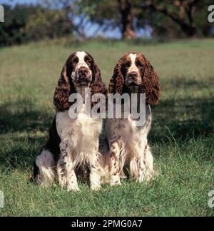 Pets. Adult Dogs. Two Springer Spaniels outdoors. Stock Photo