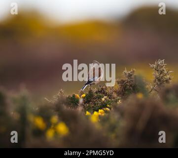Common linnet on a bush with yellow flowers Stock Photo