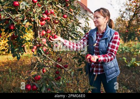 Woman picking ripe apples on farm. Farmer grabbing apples from tree in orchard. Fresh healthy fruits ready to pick on fall season. Agricultural indust Stock Photo