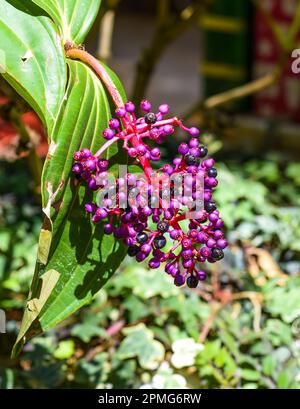 Medinilla speciosa plant growing in Da Lat Vietnam Stock Photo