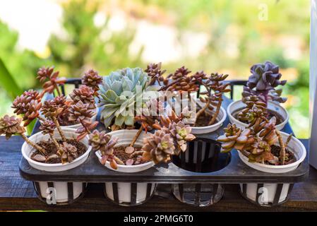 Many potted succulents of Echeveria elegans, Echeveria, Sedum,Graptopetalum (leatherpetal) at a flower market Stock Photo