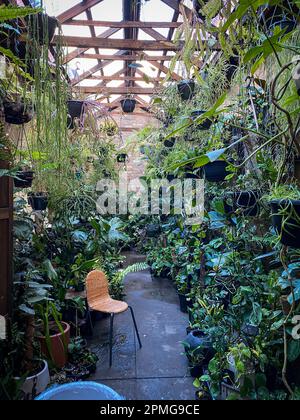 An outdoor area featuring vibrant green foliage, potted plants and an ornamental chair, creating a tranquil and calming atmosphere Stock Photo