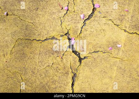 yellow street cracks with cherry blossom paddles Stock Photo