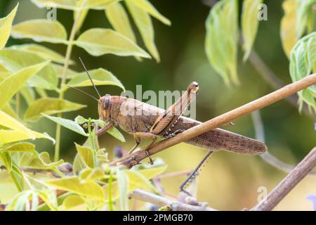 Egyptian grasshopper, Anacridium Aegyptium, eating leaves on a wisteria shrub Stock Photo