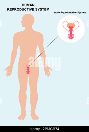 Anatomy of the male reproductive system isolated on white background Stock Vector