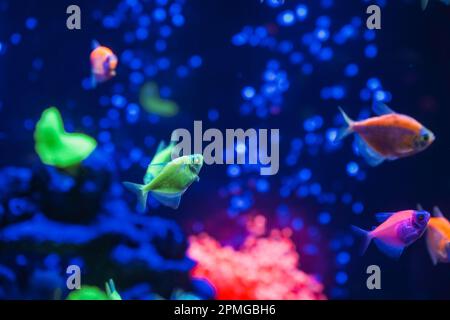 A flock of beautiful neon glowing fish in a dark aquarium with neon light. Glofish tetra. Blurred background. Selective focus. Underwater life Stock Photo