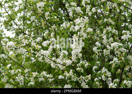 Italy, Lombardy, Chinese Crab, Malus Spectabilis, Flowers Stock Photo