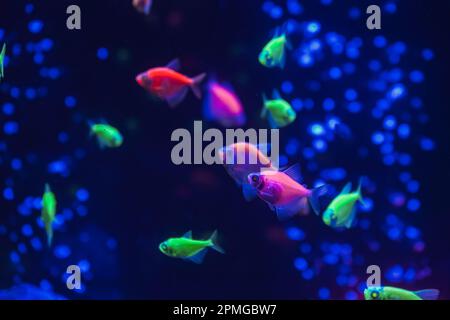 A flock of beautiful neon glowing fish in a dark aquarium with neon light. Glofish tetra. Blurred background. Selective focus. Underwater life Stock Photo