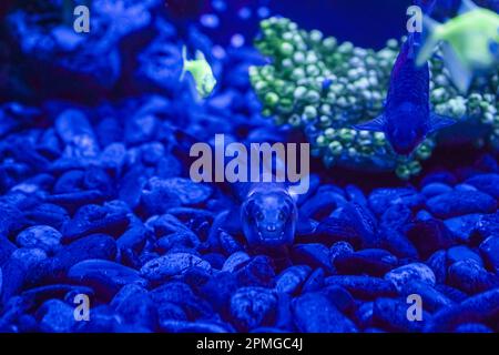 A flock of beautiful neon glowing fish in a dark aquarium with neon light. Glofish tetra. Blurred background. Selective focus. Underwater life Stock Photo