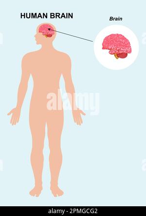 Brain organ anatomy. Human organ anatomy. Human brain. Vector, cartoon illustration Stock Vector