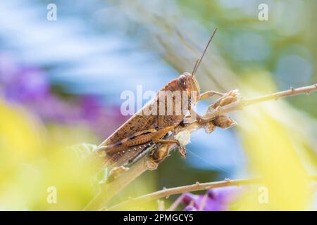 Egyptian grasshopper, Anacridium Aegyptium, on a wisteria shrub Stock Photo