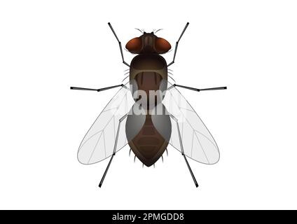 Clipart fly isolated on white background. Vector illustration of fly insect Stock Vector