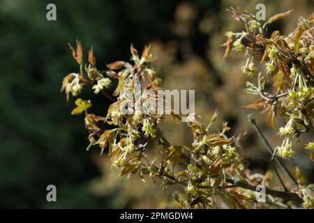 Fresh new spring foliage and flowers of Acer triflorum, three-flowered maple in UK garden April Stock Photo