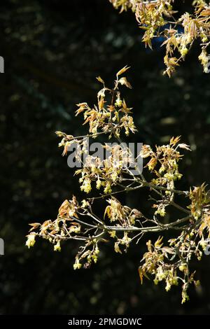 Fresh new spring foliage and flowers of Acer triflorum, three-flowered maple in UK garden April Stock Photo