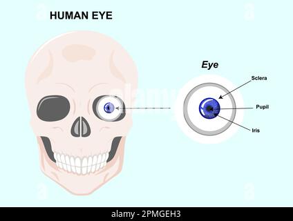 Components of the human eye. Vector Illustration of human eye anatomy Stock Vector