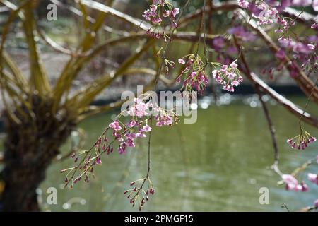 Pink spring blossom of ornamental cherry tree Prunus × subhirtella 'Pendula Plena Rosea in UK garden April Stock Photo