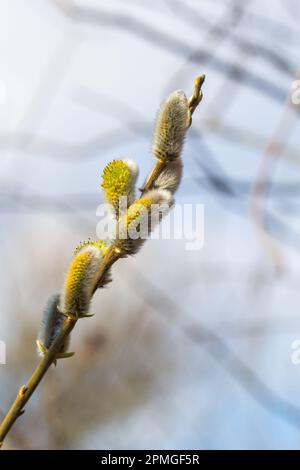 Willow Salix caprea branch with coats, fluffy willow flowers. Easter. Palm Sunday. Goat Willow Salix caprea in park, Willow Salix caprea branches with Stock Photo