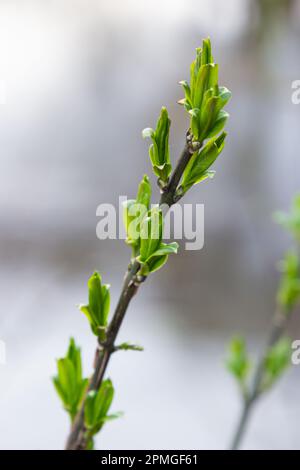 budding buds on a tree branch in early spring macro. Early spring, a twig on a blurred background. The first spring greens. Stock Photo