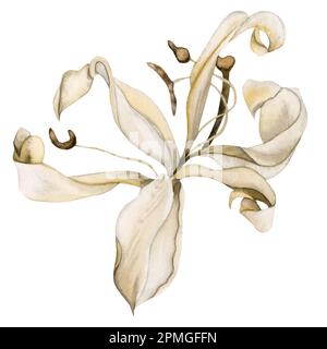 Single Rascus Hand drawn watercolor illustration of dried bouquet with hydrangea ...