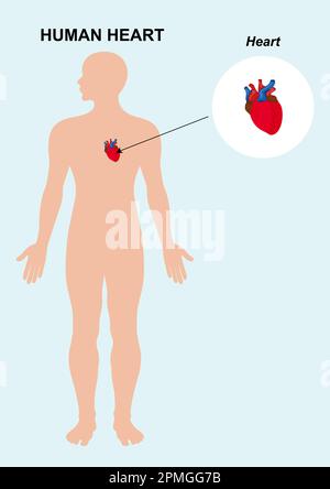 Human heart organ anatomy. vector illustration of human heart isolated background Stock Vector