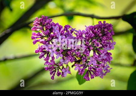 Beautiful purple lilac at sprintime on a blurry background, syringa vulgaris Stock Photo