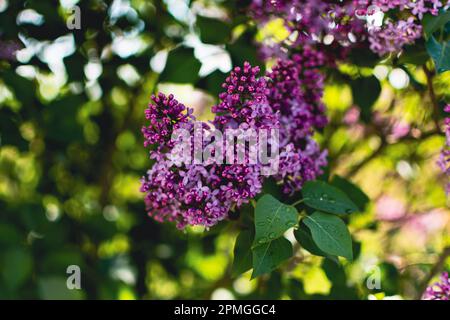 Beautiful purple lilac at sprintime on a blurry background, syringa vulgaris Stock Photo