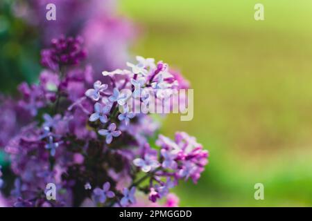 Beautiful purple lilac at sprintime on a blurry background, syringa vulgaris Stock Photo
