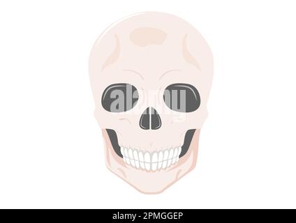 Human skull full face isolated on white background. Vector illustration of human skull Stock Vector