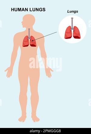 Human Lung organ anatomy. Vector illustration of human organ lungs isolated on white background Stock Vector