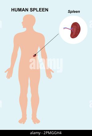 Human Spleen organ. Spleen anatomy vector illustration Stock Vector