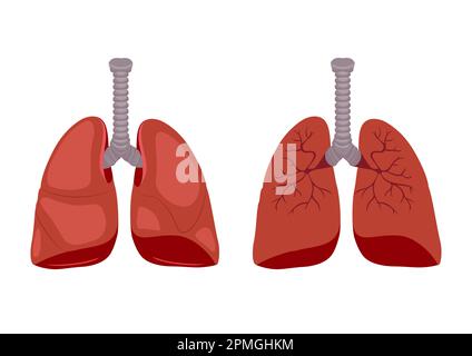 Medical Biology of Lung Diagram. Vector illustration isolated on white background Stock Vector