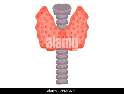Thyroid gland vector illustration isolated on white background. Human thyroid gland on flat style Stock Vector