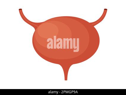 Urinary Bladder Vector illustration isolated on white background Stock Vector