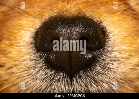 Closeup photo of texture on a dog's nose, Pomeranian nose extreme close-up Stock Photo