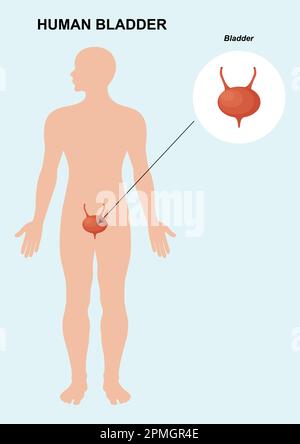 Urinary Bladder organ anatomy. Human organ anatomy. Bladder vector illustration Stock Vector