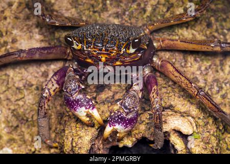 Nocturnal purple climber crab foraging on a tree trunk in a tropical mangrove forest in Singapore Stock Photo