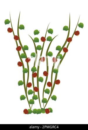 Vector Illustration of Hazelnut Stock Vector
